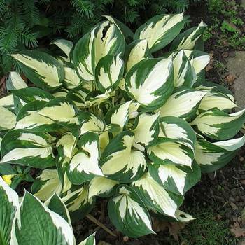 Хоста Hosta ‘Loyalist’